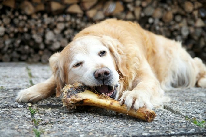 10 Hundeknochen Für Große Hunde