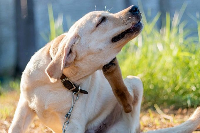 Pododermatitis Und Hundepfoteninfektion