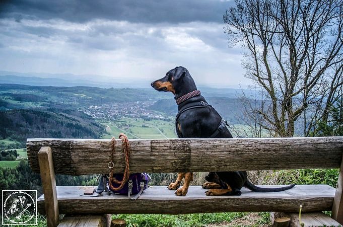 Wanderhunde 13 Rassen, Die Sich Perfekt Als Begleiter In Den Bergen Eignen