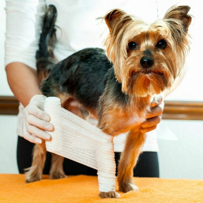 Warum Zittert Mein Hund Nach Der Fellpflege? Was Sind Die Besorgniserregenden Anzeichen?
